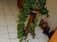 Drafting Stool (under the plant)