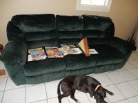 Sofa - dog not for sale