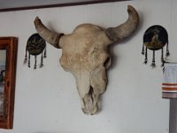Buffalo Skull w/ Horn Caps