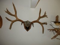 mule Deer Mount