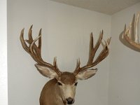 Nice Mule Deer Mount
