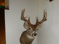 Whitetail Mount