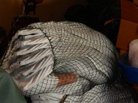 Magnum Snow Geese Decoys